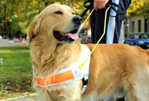 A Labrador guide dog